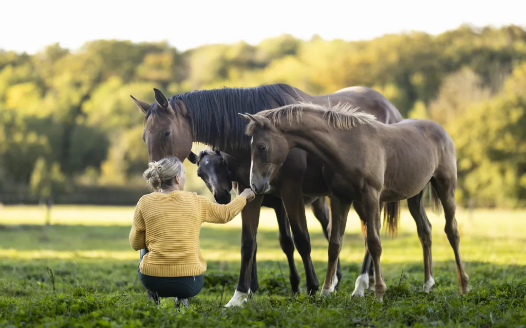 L’Importance de la Mère lors des Premiers Contacts entre l’Homme et le Poulain