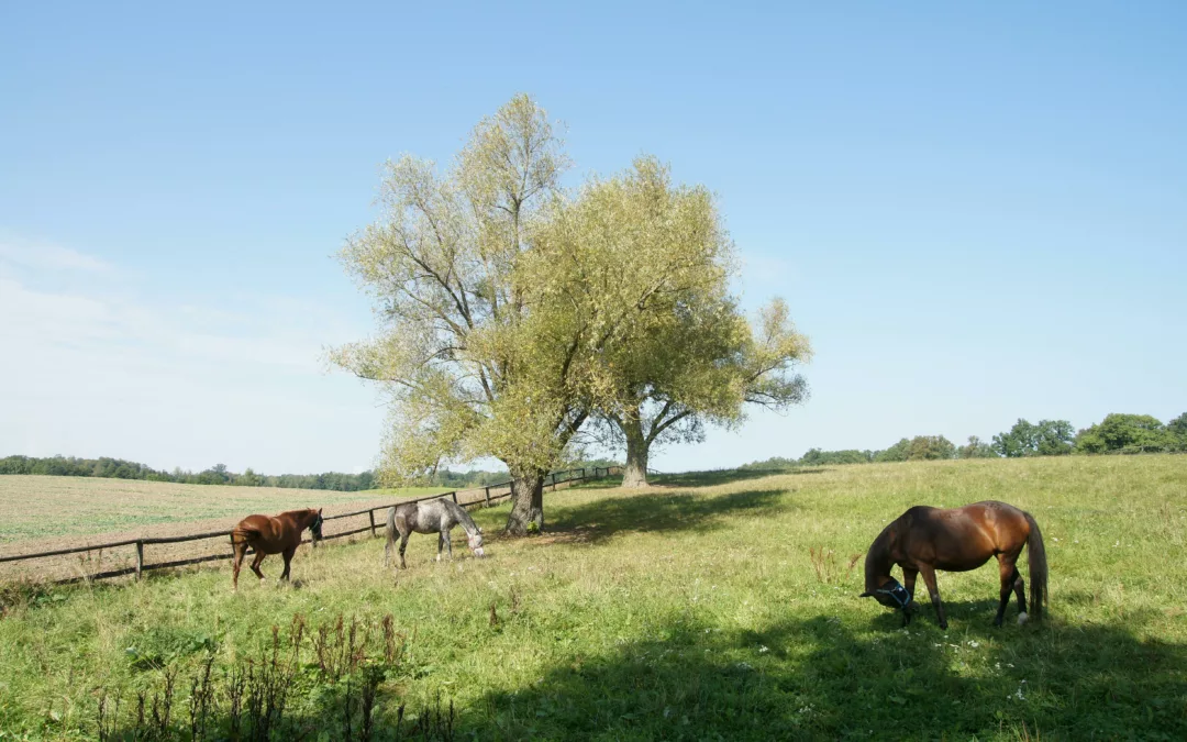 Les 3 Besoins Fondamentaux des Chevaux : Accès au Fourrage, Accès aux Sorties en Liberté et au Contacts Sociaux entre Congénères