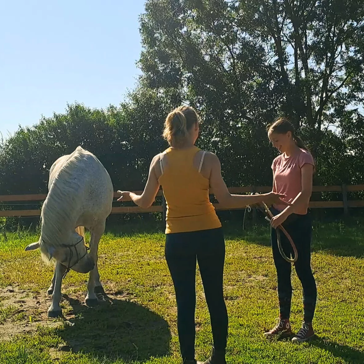 Séance clicker training